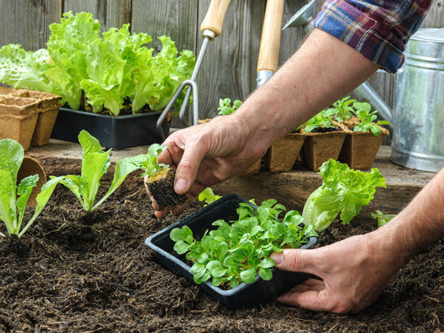 Mẹo trồng rau tại nhà xanh tốt không cần phân bón, chỉ bằng chuối và trứng