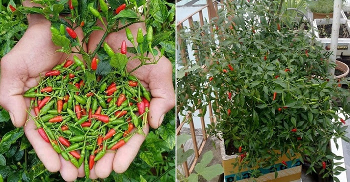 Hướng dẫn cách trồng ớt trong thùng xốp, quanh năm sai trĩu quả