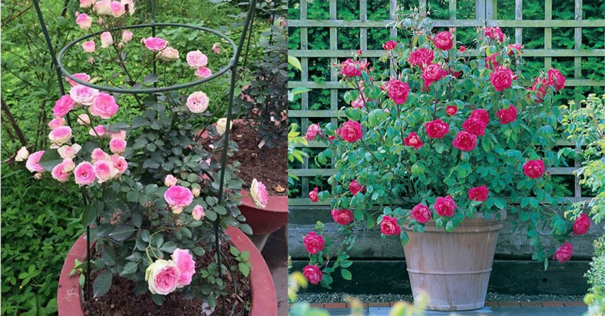 Kỹ thuật trồng hoa hồng leo trong chậu, bông nở cả năm ai cũng mê