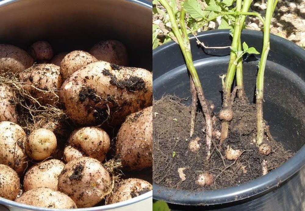 Cách trồng khoai tây trong chậu cho củ sai, to tròn: Mẹ không tốn nhiều công vẫn thu hoạch cả rổ