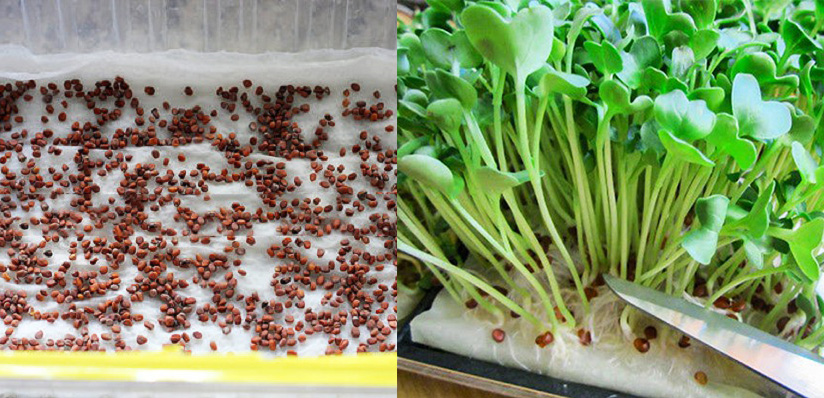 Hướng dẫn chi tiết cách trồng rau mầm sạch trên giấy ăn đơn giản bất ngờ